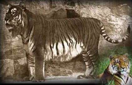 Turáni tigris