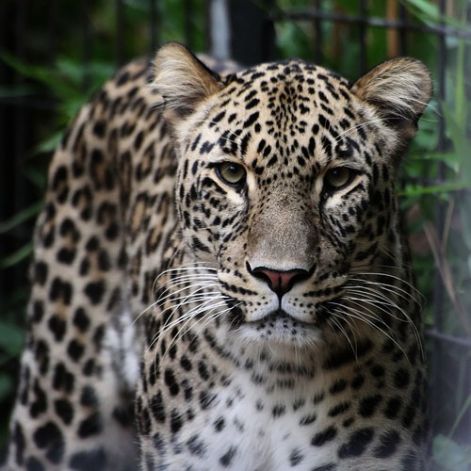 perzsa leopard
